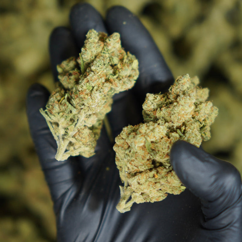 Deux têtes de CBD Amnesia dans une main