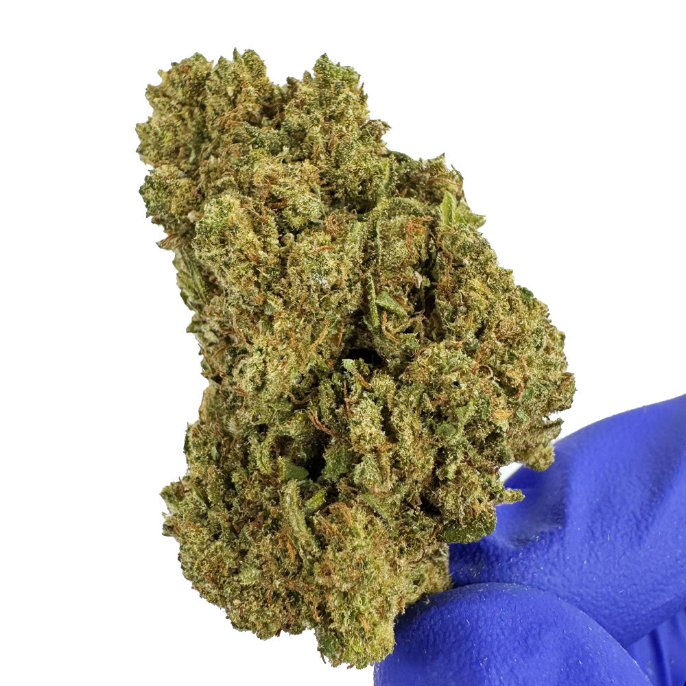 Harley Queen - Glasshouse