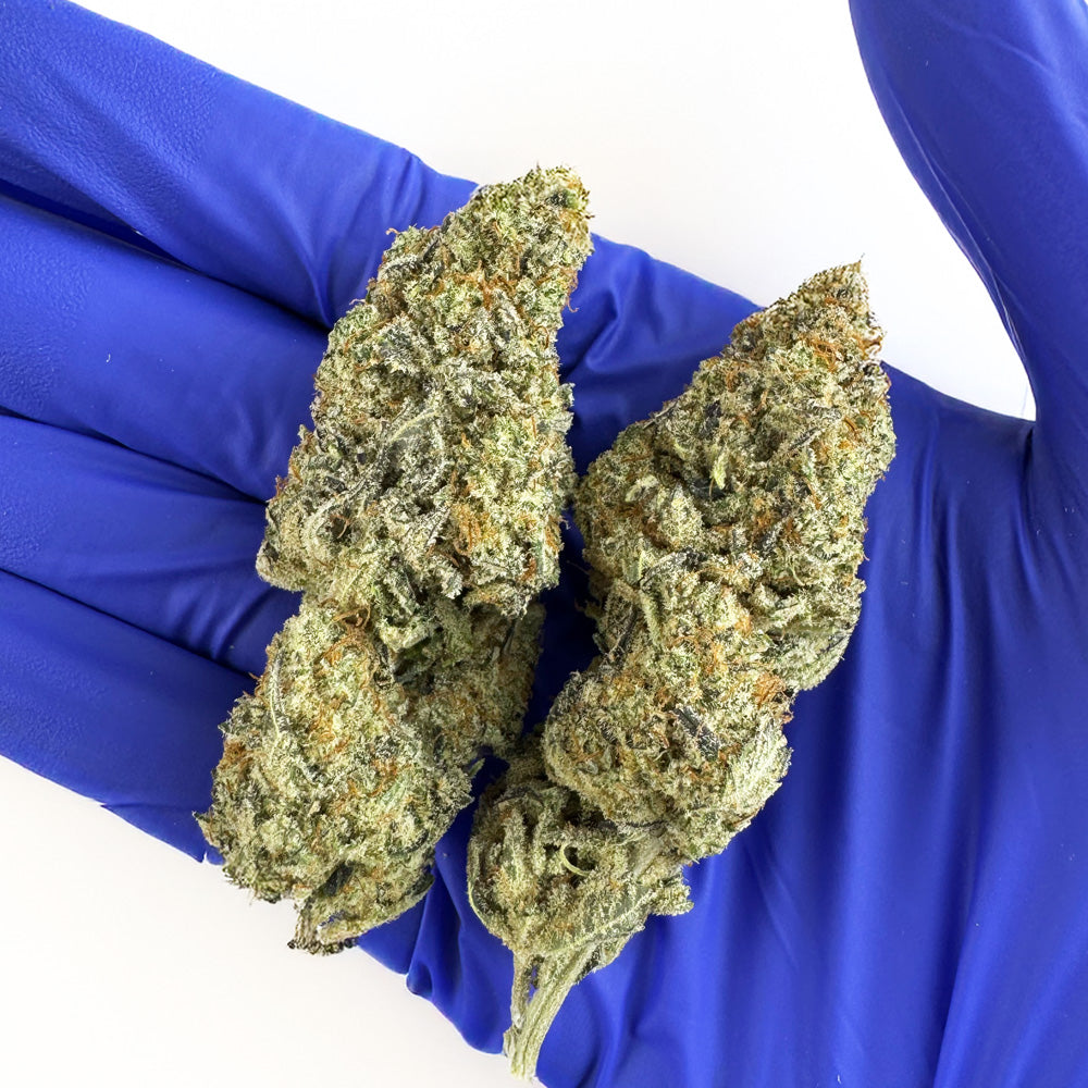 Malabar X Zoap CBD - Indoor
