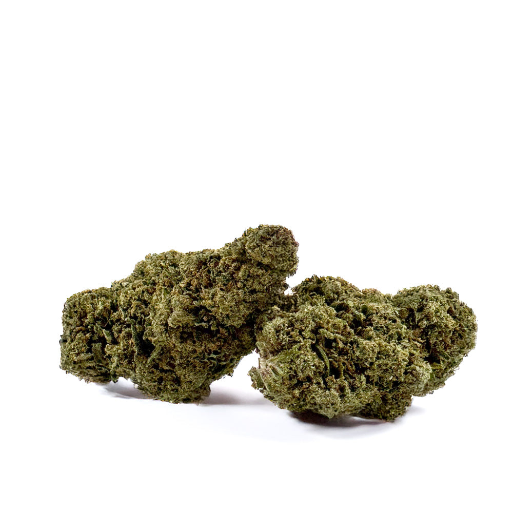 Mimosa - Indoor
