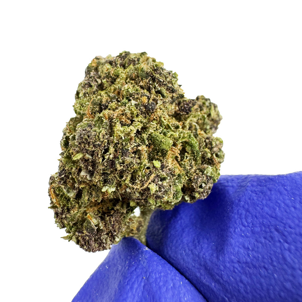 Small buds Purple Snowman - Hybride