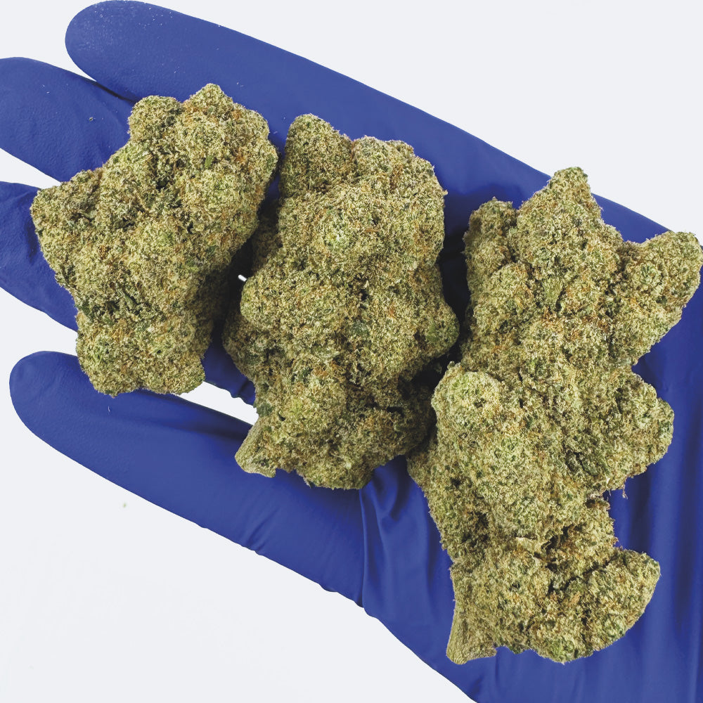 Watermelon CBD - Hydroponique Cali