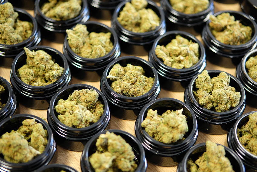 Revendeurs de CBD : les 7 erreurs à éviter