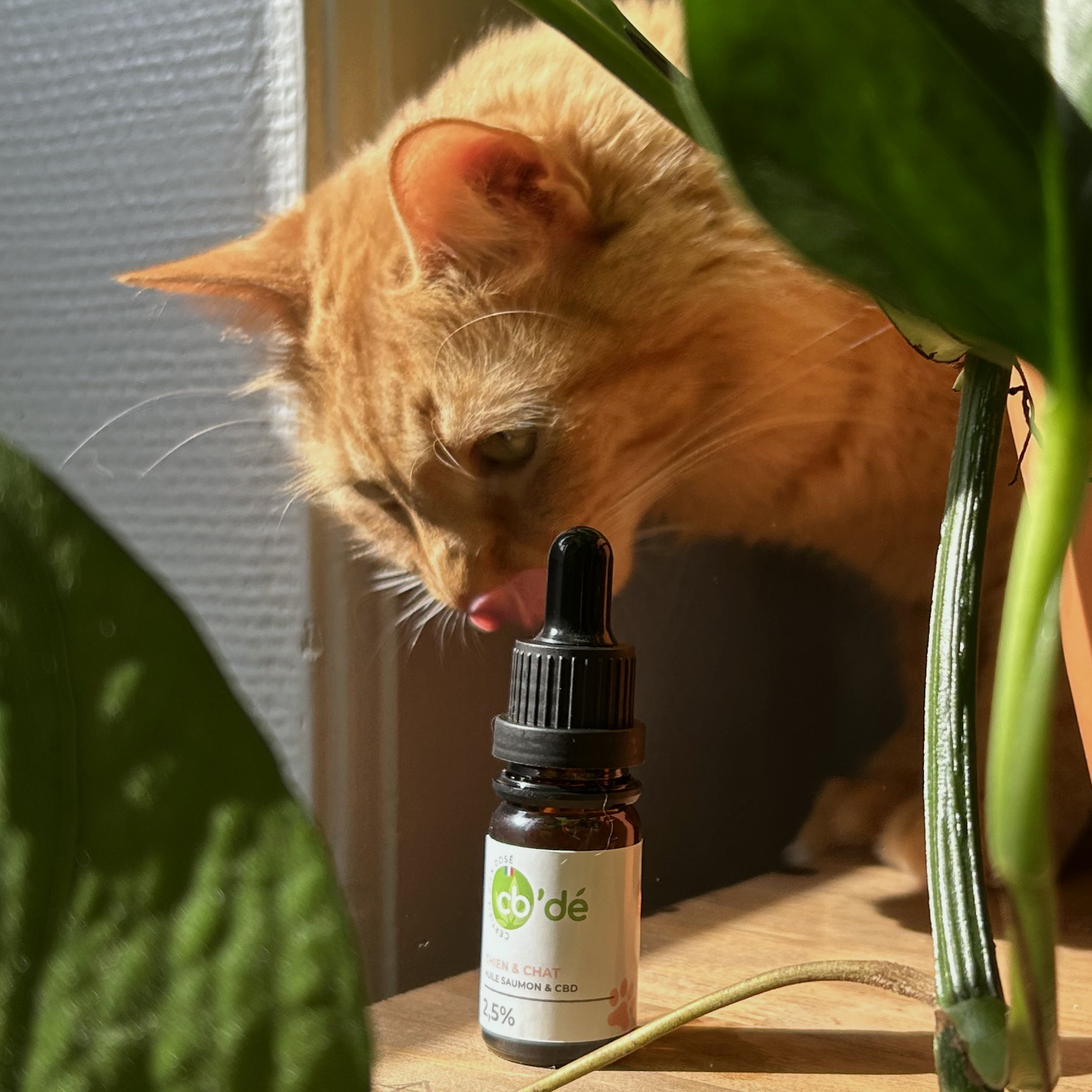 L'utilisation du CBD pour les animaux : un marché à ne pas manquer