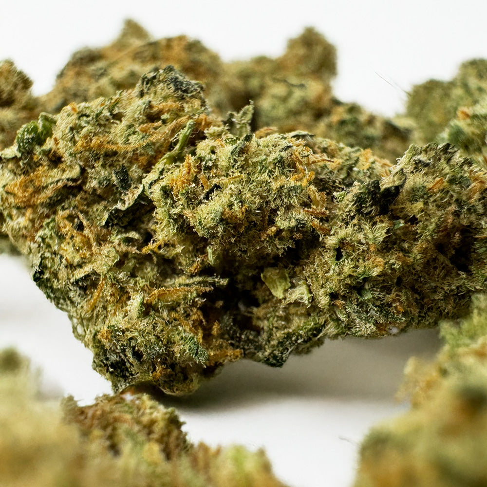 Medium buds Amnesia JSH vues de près