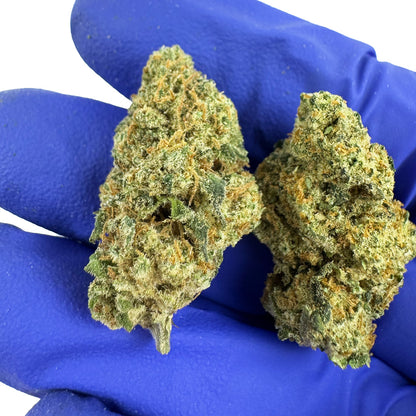 Amnesia JSH medium buds dans la main
