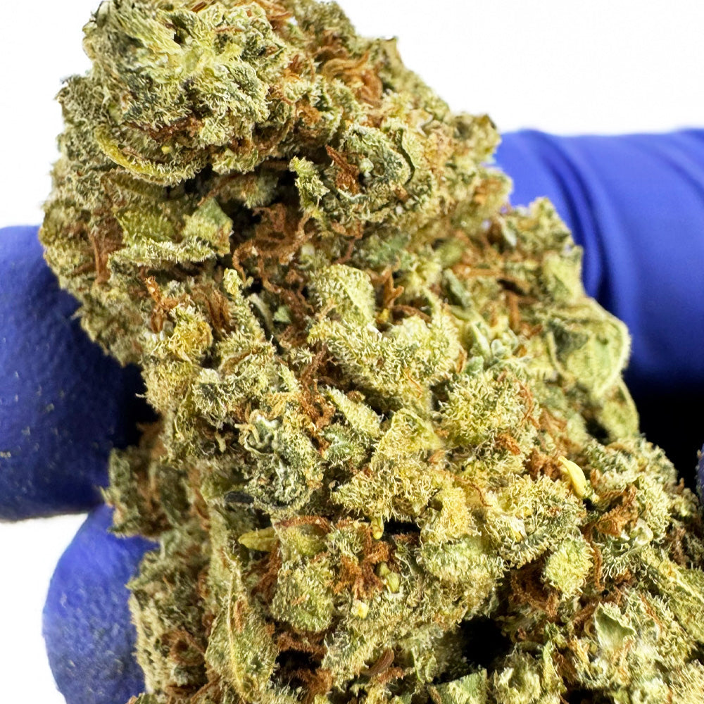 Citrus OG - Indoor