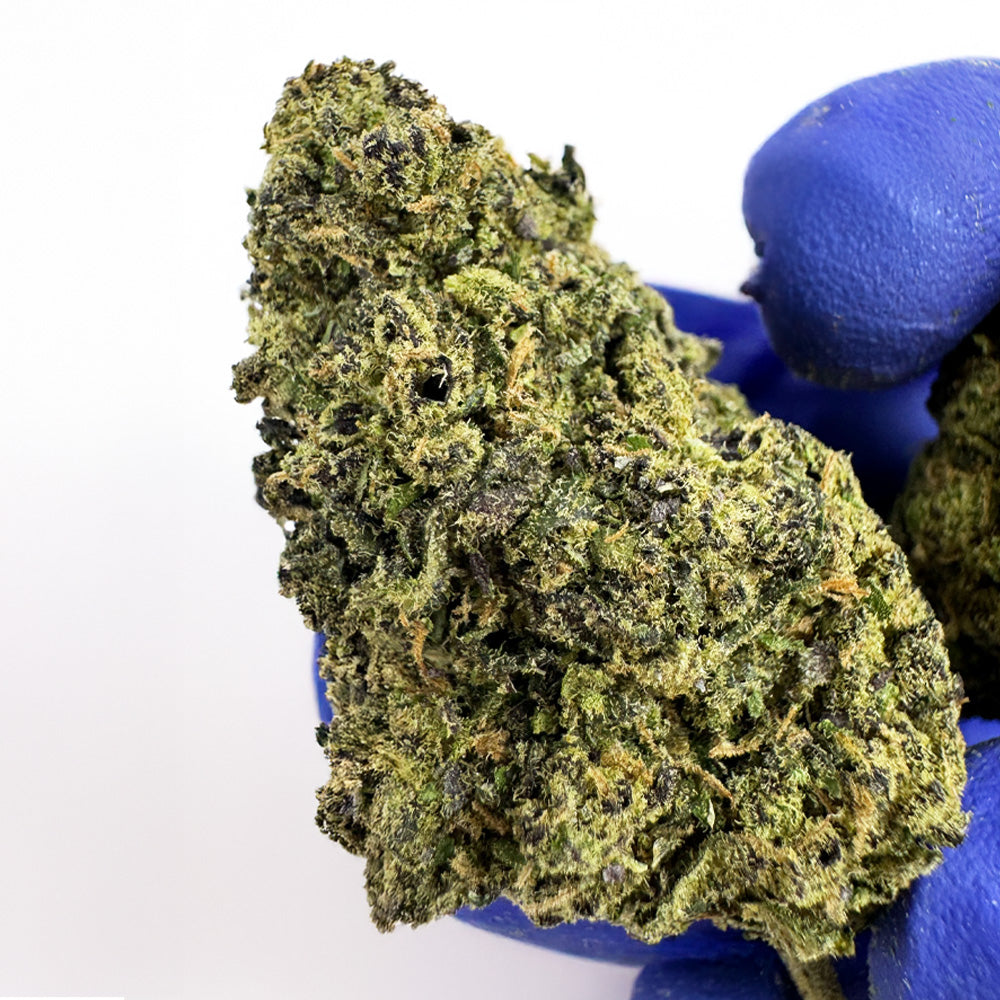 Gelato #41 - Indoor USA