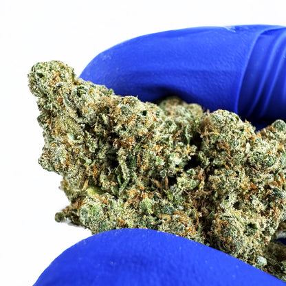 Lemon Haze HT CBD - Indoor