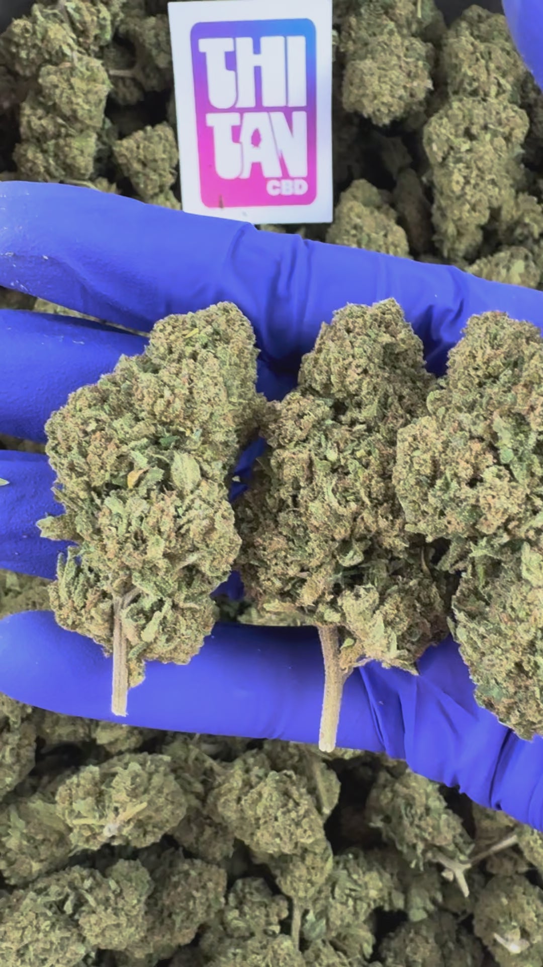 Charger la vidéo: Vidéo de présentation du Ice-O-Lator 40% CBD