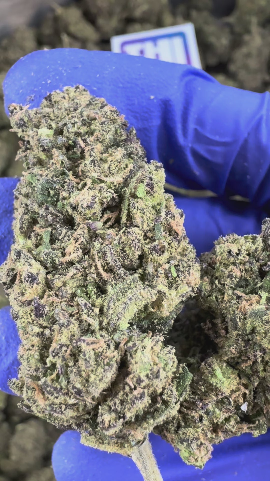 Charger la vidéo: Vidéo de présentation du Ice-O-Lator 40% CBD