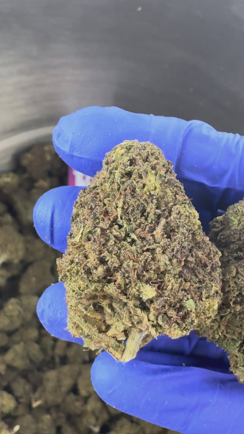 OG Kush - Hybride USA — vidéo de présentation