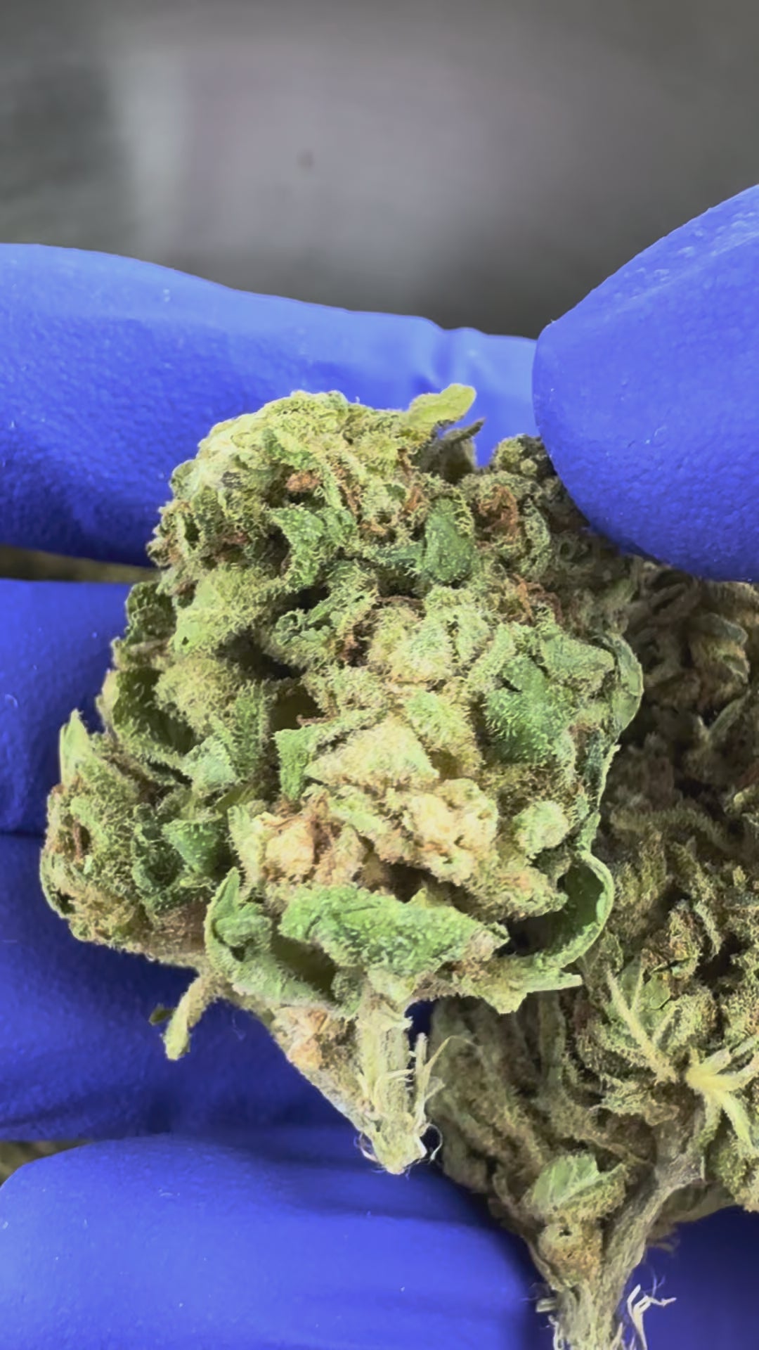 Charger la vidéo: Vidéo de présentation du Ice-O-Lator 40% CBD