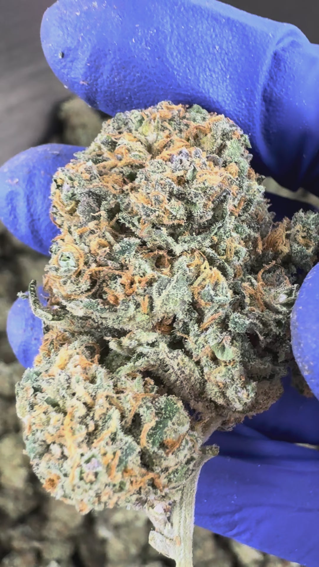 Charger la vidéo: Vidéo de présentation de la Cherry Pie Indoor CBD