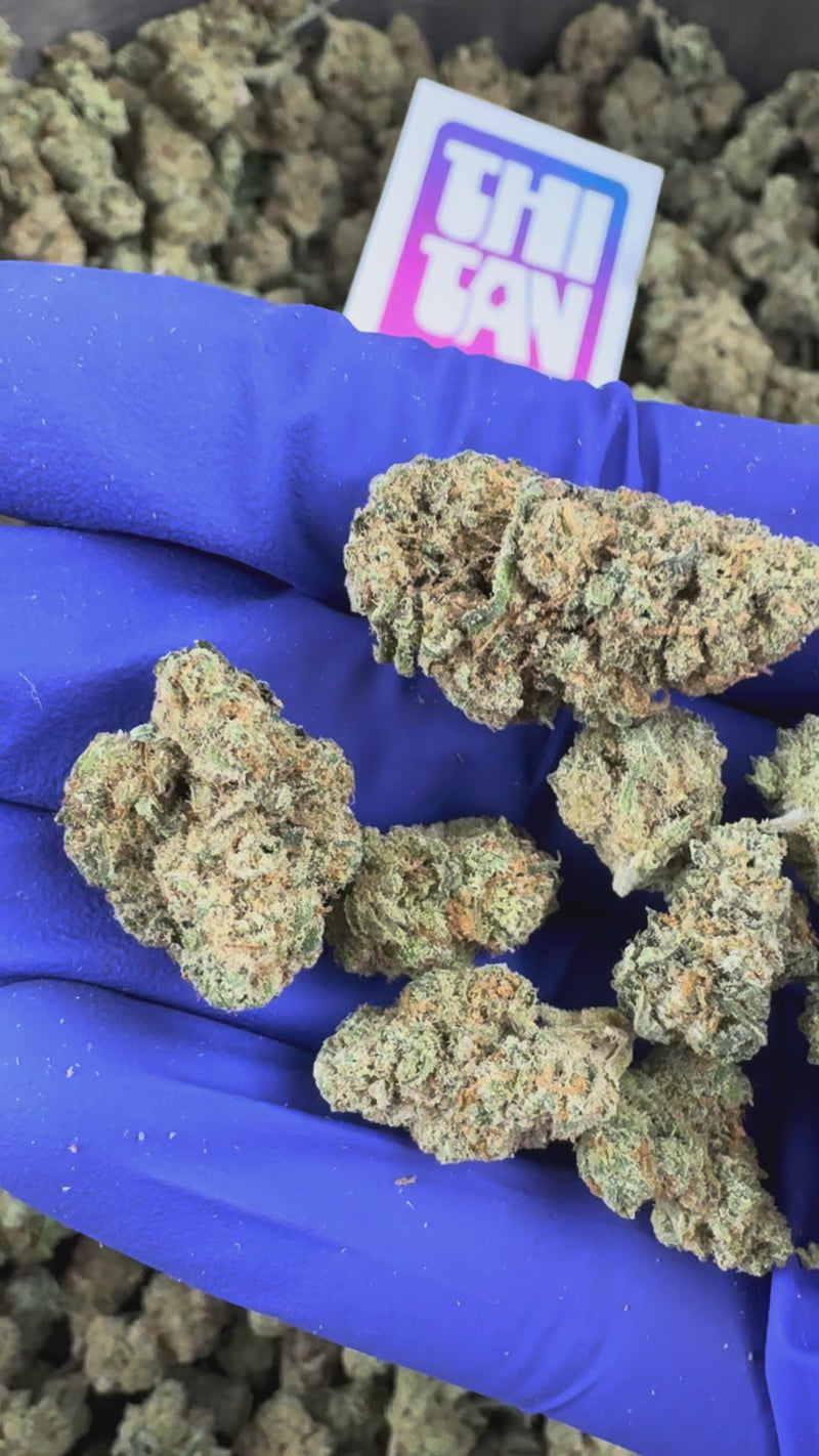 Medium buds Amnesia JSH - Indoor — vidéo de présentation