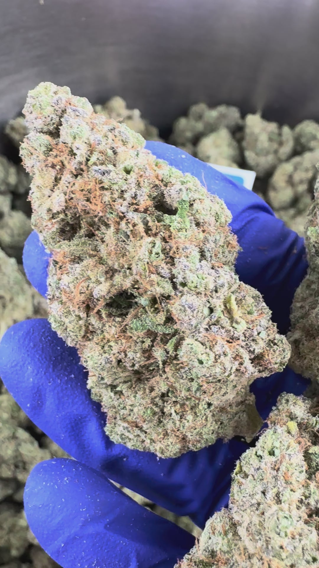 Charger la vidéo: Vidéo de présentation de la Zoap CBD Indoor