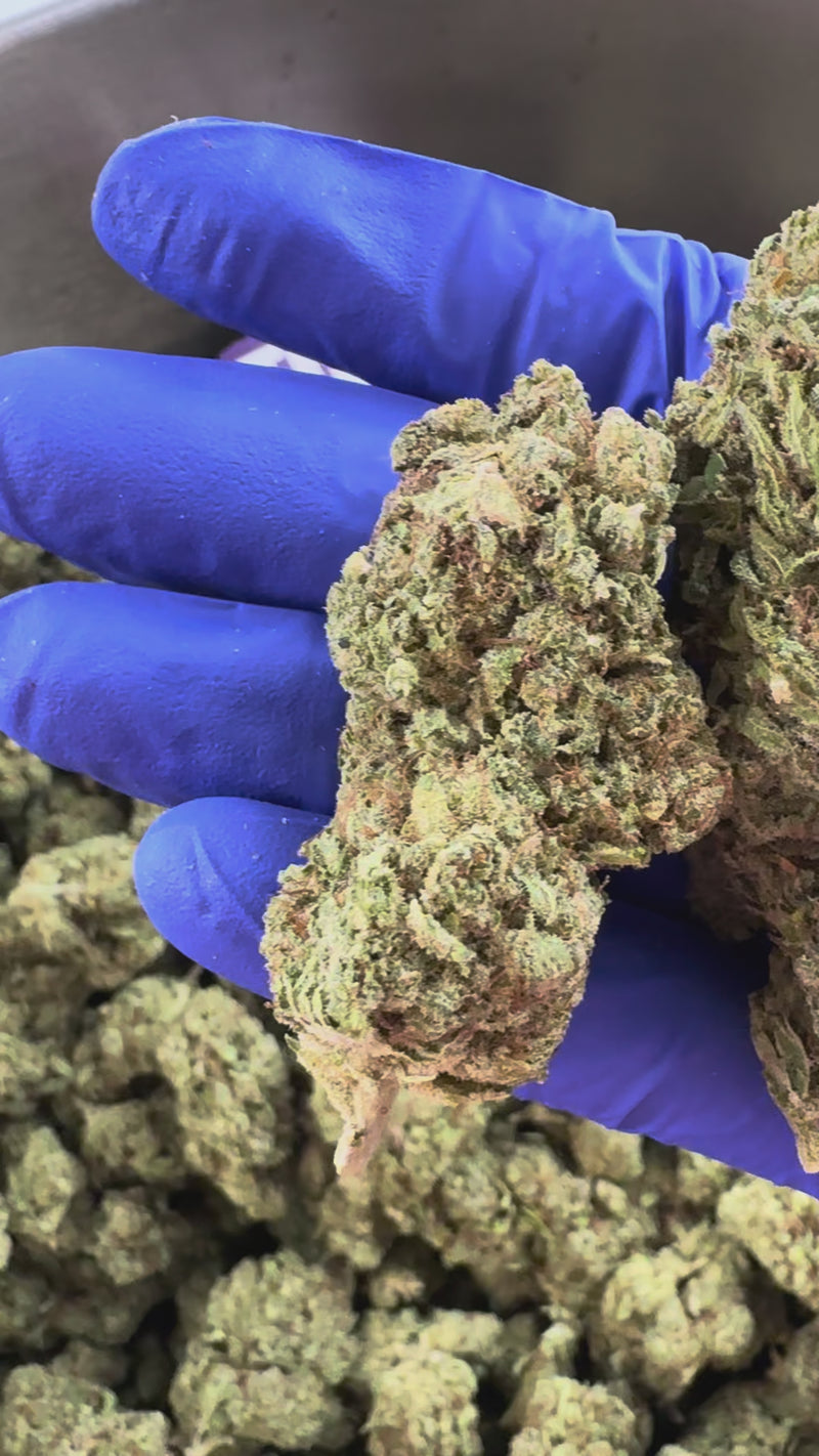 Malabar CBD - Indoor — vidéo de présentation